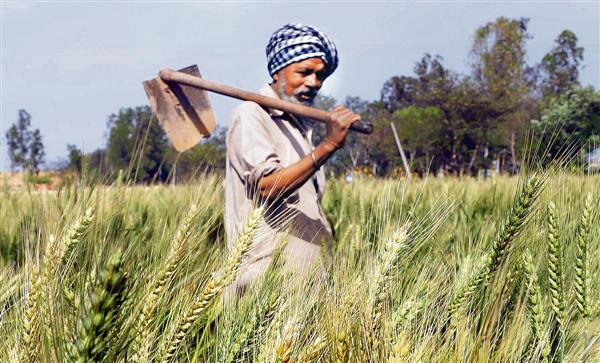 Wheat MSP hiked by Rs 50, Congress says not enough