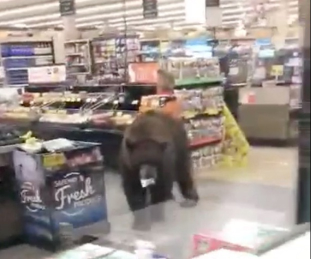 Furry visitor on the prowl in California store