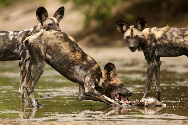 Unique anatomy helps the African wild dog sustain its life on the run