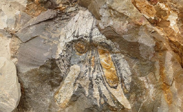 Remains of Jurassic sea predator found in Chile's Atacama desert