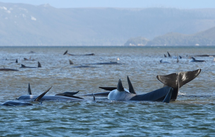 Around 270 whales stranded on sandbar off Australia's Tasmania