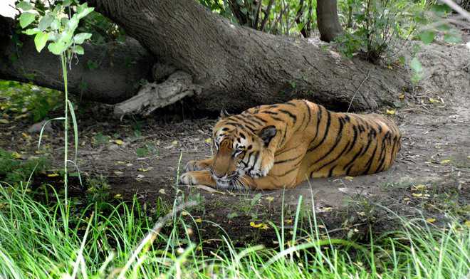 Tiger found in southern Mexico with drug gang paraphernalia