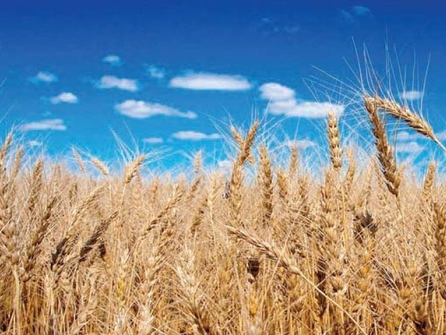 Farmers disappointed over ‘meagre’ hike in rabi crops MSP