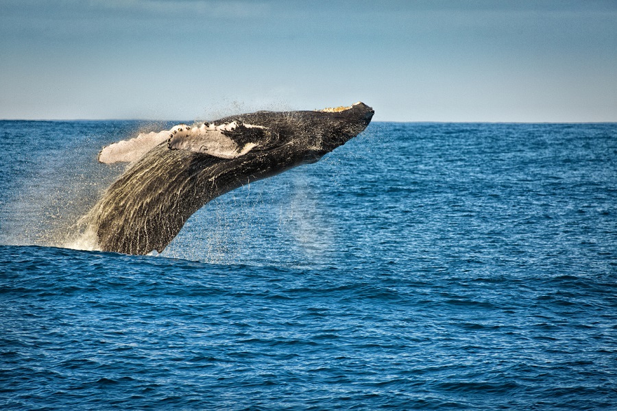 Whale swims free of crocodile-filled Australian river