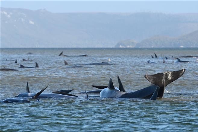 Around 270 whales stranded on sandbar off Australia’s Tasmania