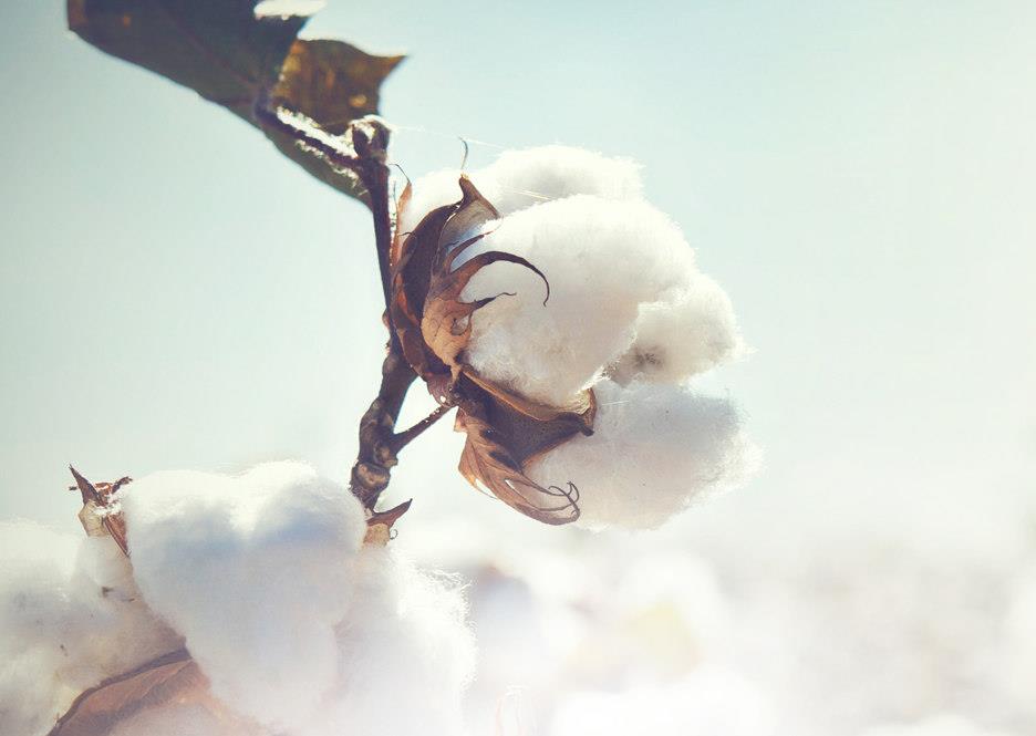 Whitefly: Haryana cotton growers fear losses