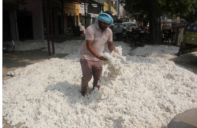 Cotton purchase starts across Malwa mandis