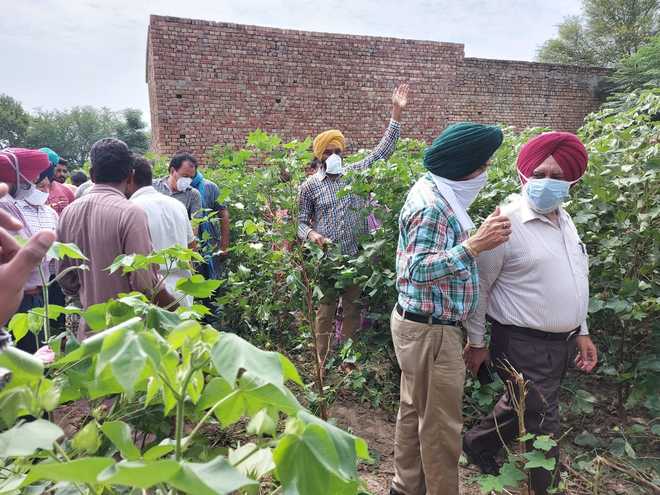 Pink bollworm attack in Punjab: Agriculture minister sets 72-hour deadline for reports