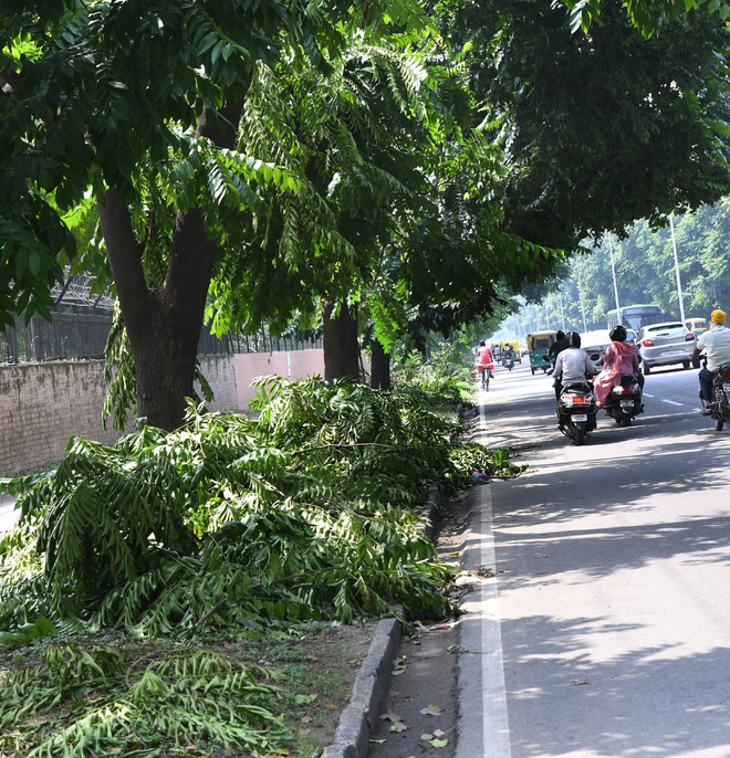 Trees pruned in Chandigarh, MC wing clueless