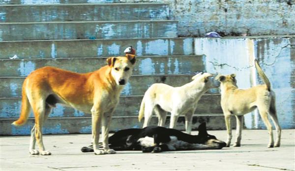 In Patiala, 900 dog-bite cases every month