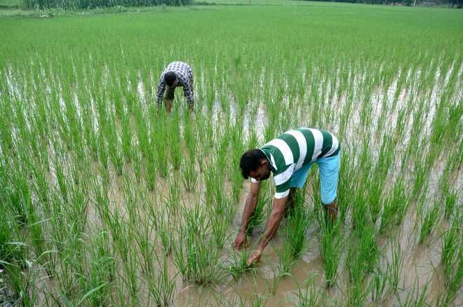 Haryana to purchase 100% kharif crops