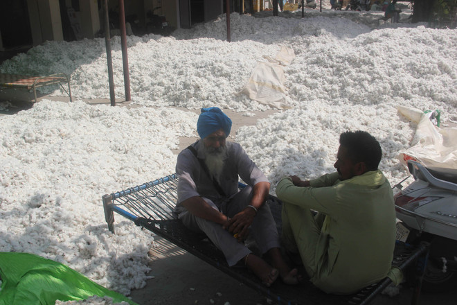 In Malwa, cotton selling below MSP