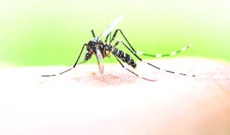 Hoshiarpur dist reports only 10 dengue cases this season