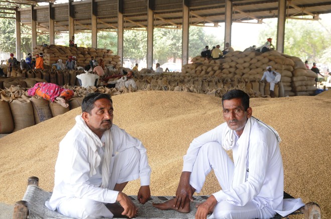 Farmers, agencies in tizzy as arhtiyas boycott procurement in Haryana