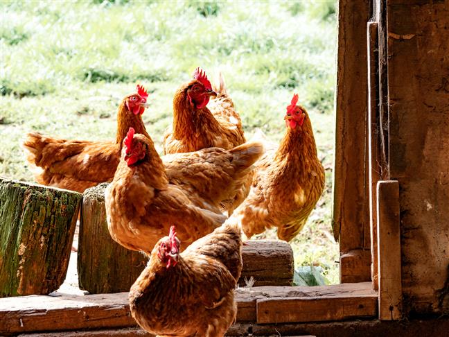 Don't panic, avoid undercooked meat & eggs: Experts on bird flu rise