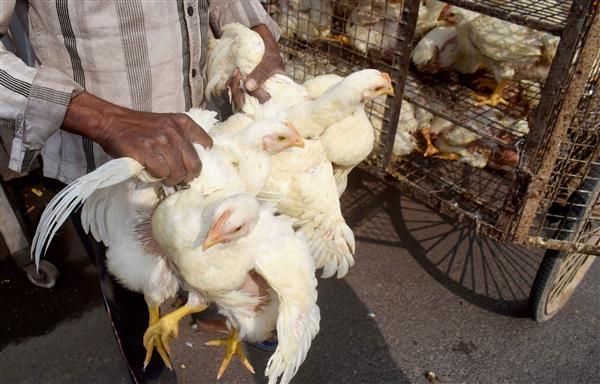 Bird flu: ‘Noticeable dip’ in chicken sales, say shopkeepers in Delhi