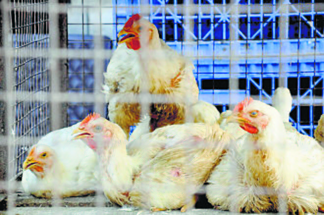 Dera Bassi and Mohali report bird flu cases; total cases in Punjab reach 3