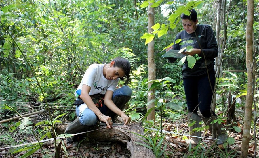 Wielding machetes and calipers, sweat-soaked scientists count carbon in Amazon