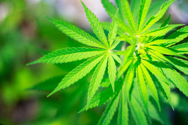 People using cannabis for pain may experience withdrawal symptoms