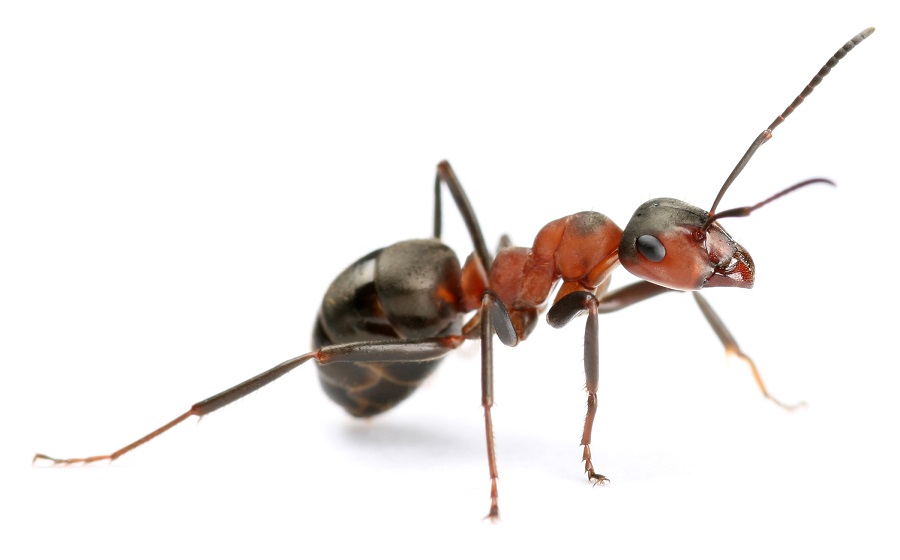 Scientists find two new species of rare ant in Kerala, Tamil Nadu