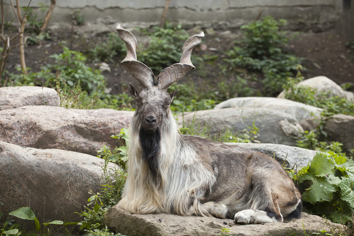 American national in Pakistan hunts highest-rated rare Astore markhor