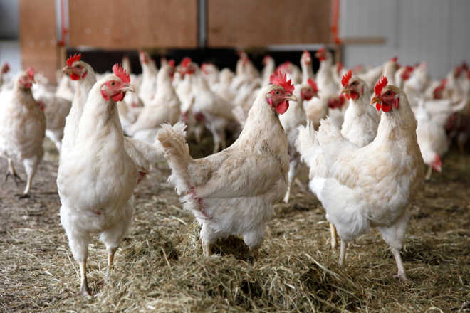 Dera Bassi poultry farm sample tests positive for bird flu: DC