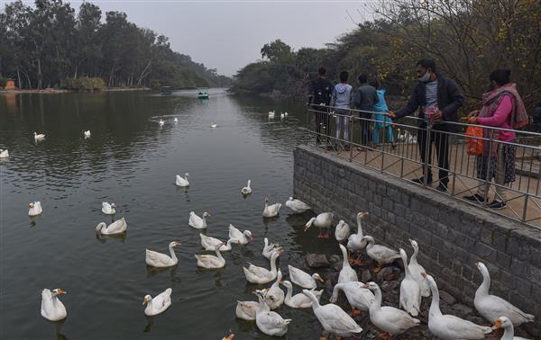 Bird flu: Delhi’s Sanjay Lake declared ‘alert zone’ after 17 more ducks found dead