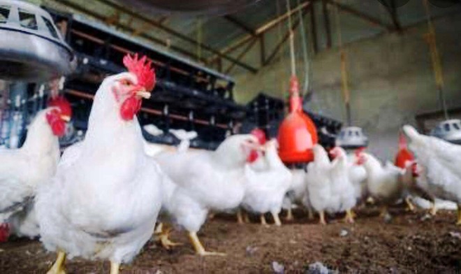 Suspected case of bird flu reported in Punjab's Dera Bassi