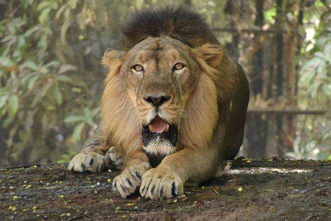 Gujarat: Three lions rescued near Rajkot city; transported to Gir