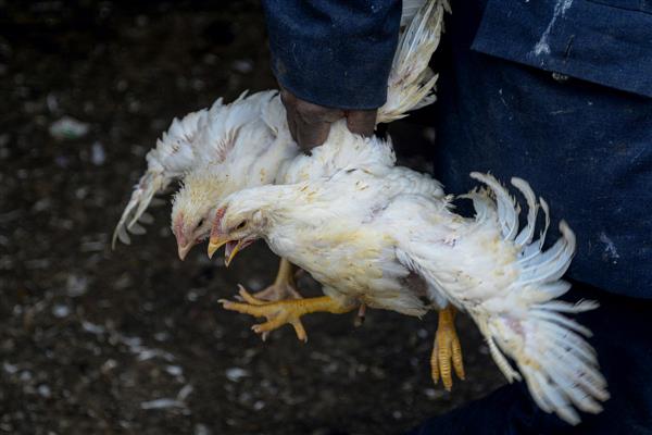 Sweden to cull 1.3 million chickens after bird flu hits farm