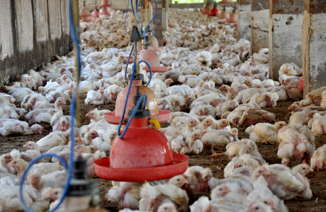 Poultry samples collected from Kullu market