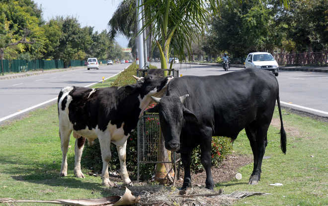 They treat cattle as holy, but leave them on roads, says victim’s uncle