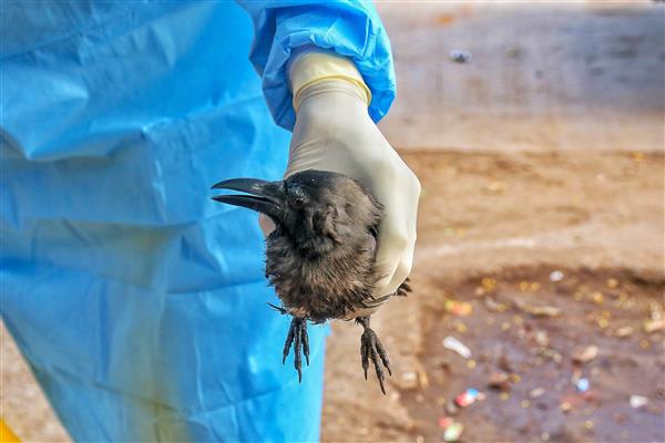 Dead birds in Kullu test negative for avian flu