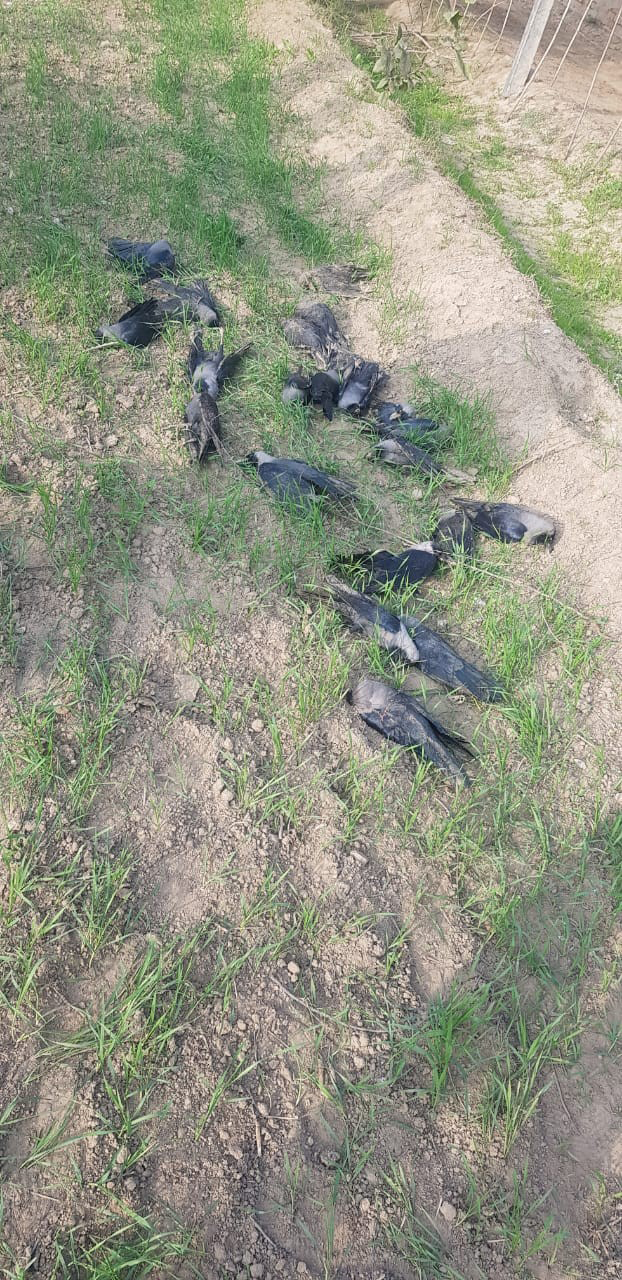 22 crows found dead near Abohar