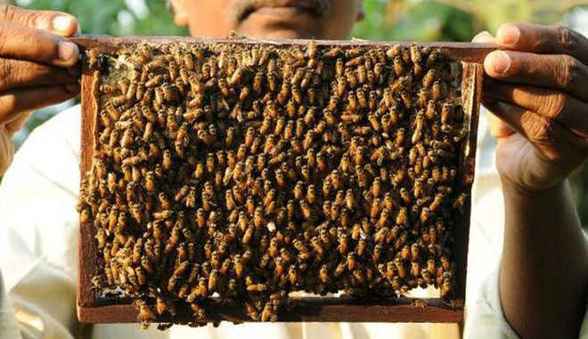 Beekeeping a viable option for farmers, says expert