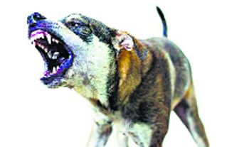 Stray canine menace troubles Jawaddi residents
