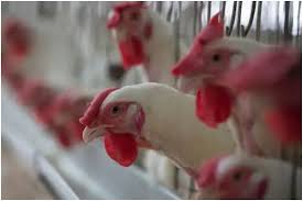 Avian influenza: Over 81K birds culled in nine days