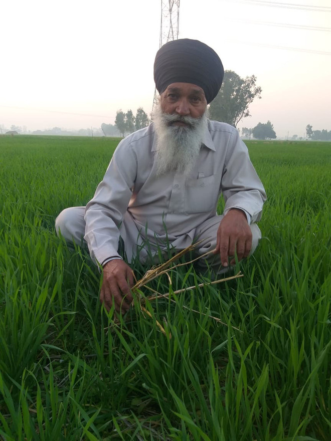 To manage stubble, Jalandhar wheat growers opt for mulching