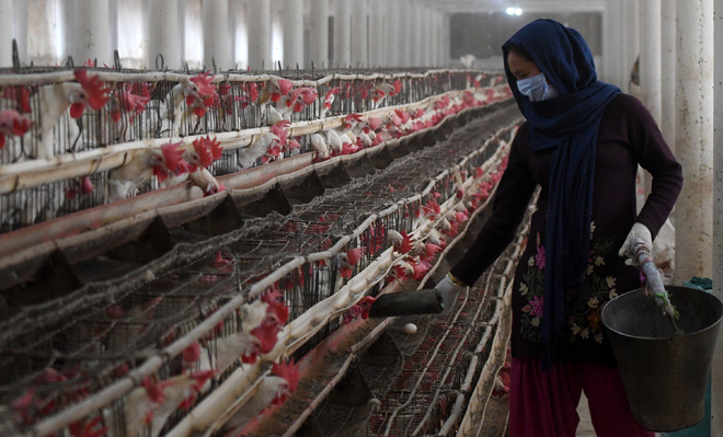 It’s official — bird flu killed 4.37 lakh chickens in Barwala