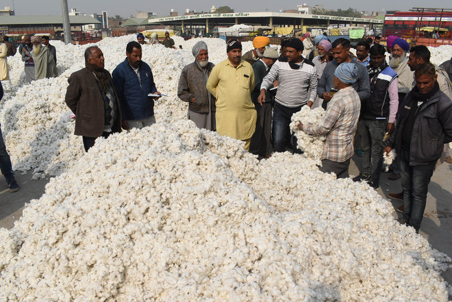 Farm stir triggers threefold rise in purchase of cotton on MSP in Punjab