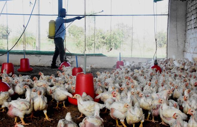 Bird flu: Centre rushes teams to Haryana, Kerala