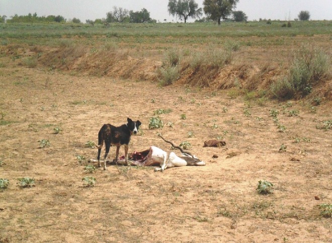 Wildlife falling prey to stray dogs in Hisar
