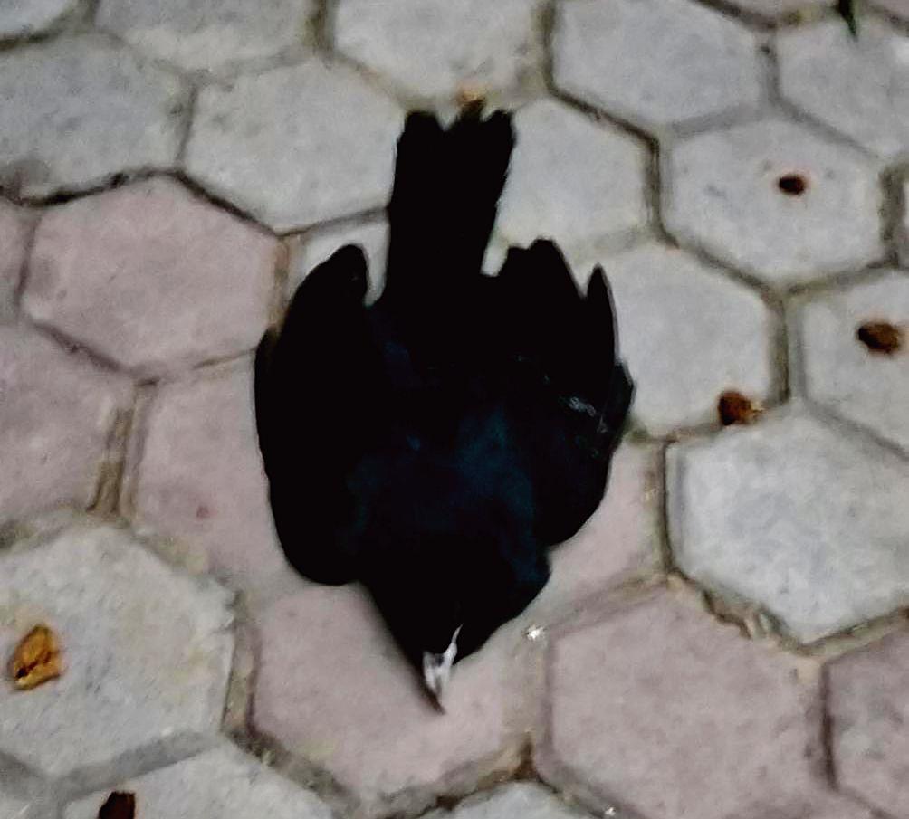 Three birds found dead in Ludhiana
