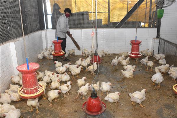 13 bird samples test -ve for avian influenza in city