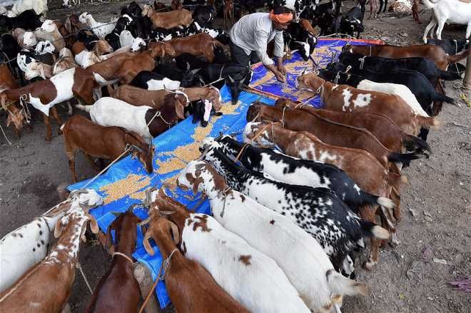 Goat farming a lucrative business, say vet experts