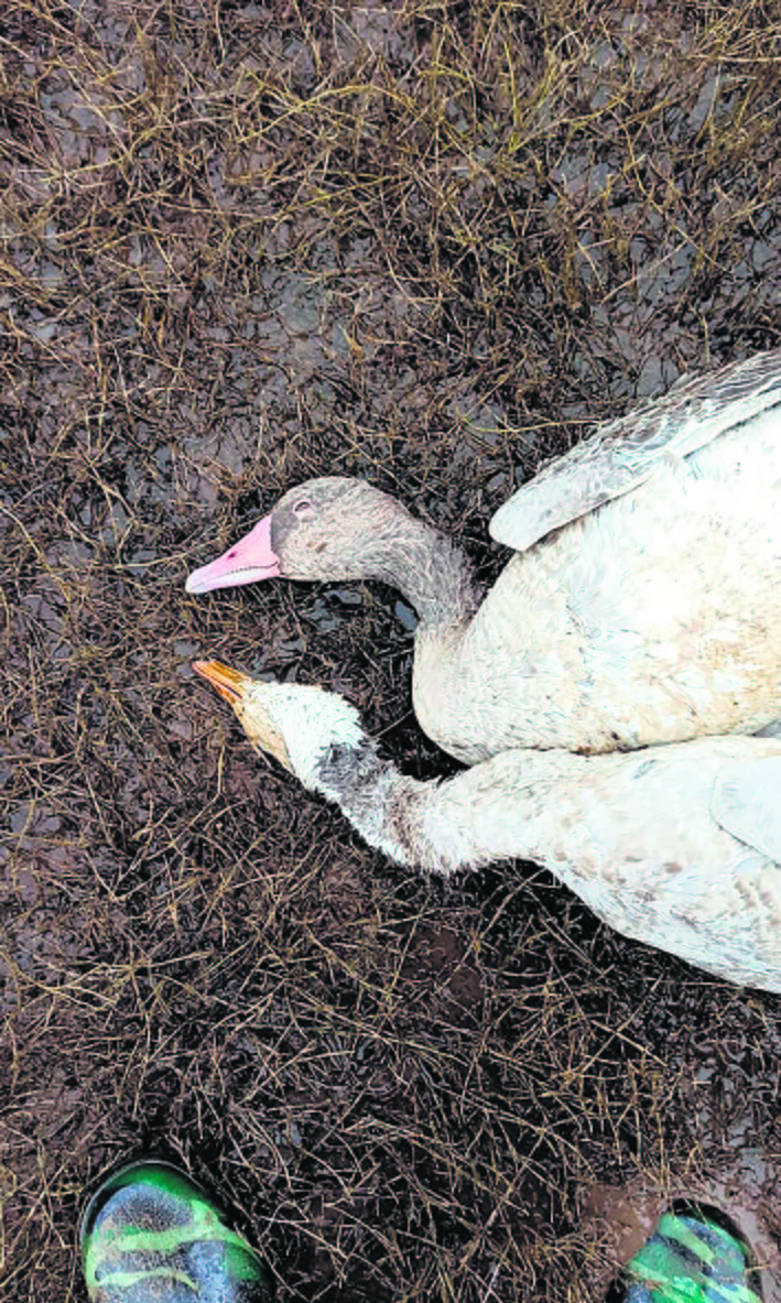 Caught unawares, dept dithers on culling birds