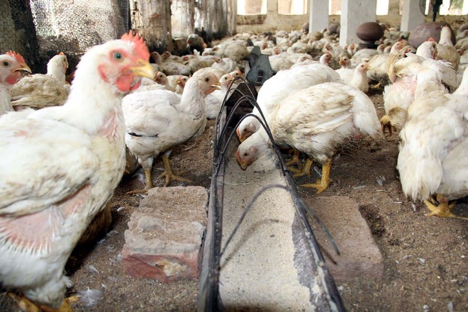 Bird flu scare pushes rate of eggs, broilers down