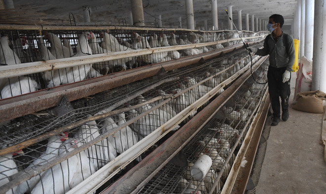 Mass culling of poultry birds can be avoided, High Court told