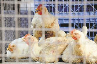 Import of poultry banned in Punjab