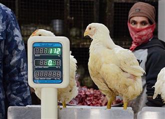 Rs 500-cr biz down by half in 5 days: Poultry farmers